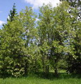 اقاقیای توپی(پیوندی)